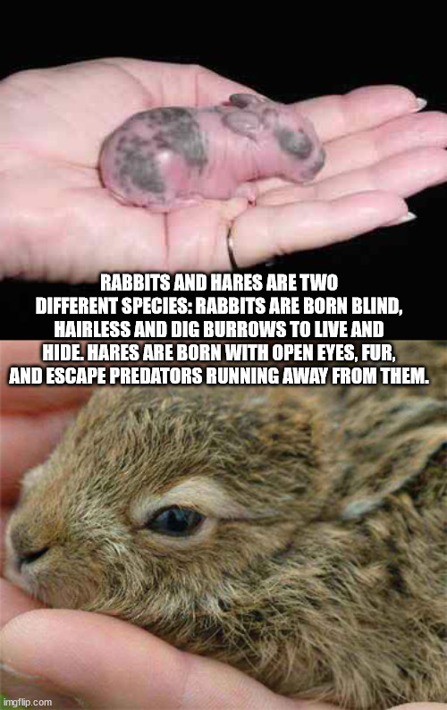newborn jack rabbit - Rabbits And Hares Are Two Different Species Rabbits Are Born Blind, Hairless And Dig Burrows To Live And Hide. Hares Are Born With Open Eyes, Fur, And Escape Predators Running Away From Them. imgflip.com