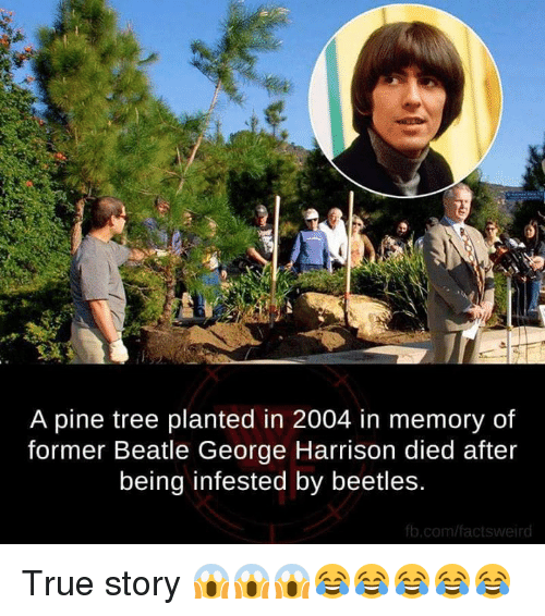 nature - A pine tree planted in 2004 in memory of former Beatle George Harrison died after being infested by beetles. fb.comfactsweird True story 1.000