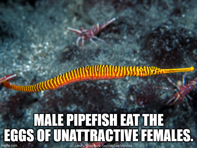 ringed worm - Usb Male Pipefish Eat The Eggs Of Unattractive Females. imgflip.com JonesShimlockSecret Sea Visions