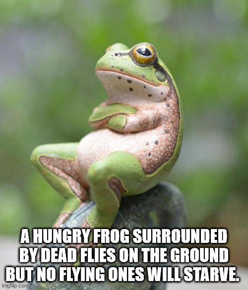 refuse to believe - A Hungry Frog Surrounded By Dead Flies On The Ground But No Flying Ones Will Starve. imgflip.com