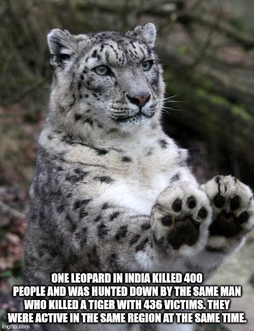 leopard memes - One Leopard In India Killed 400 People And Was Hunted Down By The Same Man Who Killed A Tiger With 436 Victims. They Were Active In The Same Region At The Same Time. imgflip.com