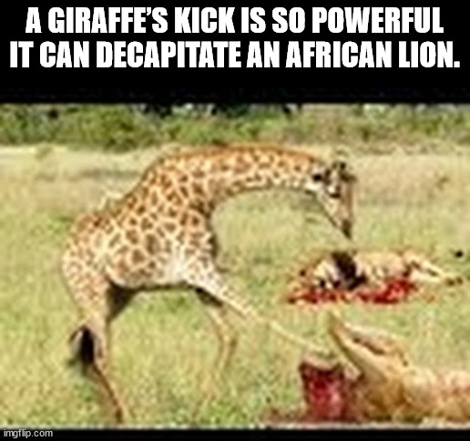 u.s. space & rocket center - A Giraffe'S Kick Is So Powerful It Can Decapitate An African Lion. imgflip.com