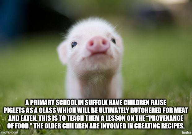 miss you meme funny - A Primary School In Suffolk Have Children Raise Piglets As A Class Which Will Be Ultimately Butchered For Meat And Eaten. This Is To Teach Them A Lesson On The Provenance Of Food." The Older Children Are Involved In Creating Recipes.