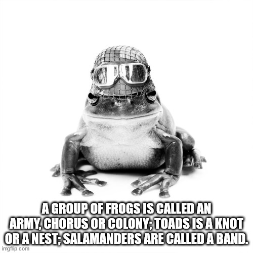 dabang jaat - Po A Group Of Frogs Is Called An Army, Chorus Or Colony, Toads Is A Knot Or A Nest;Salamanders Are Called A Band. imgflip.com