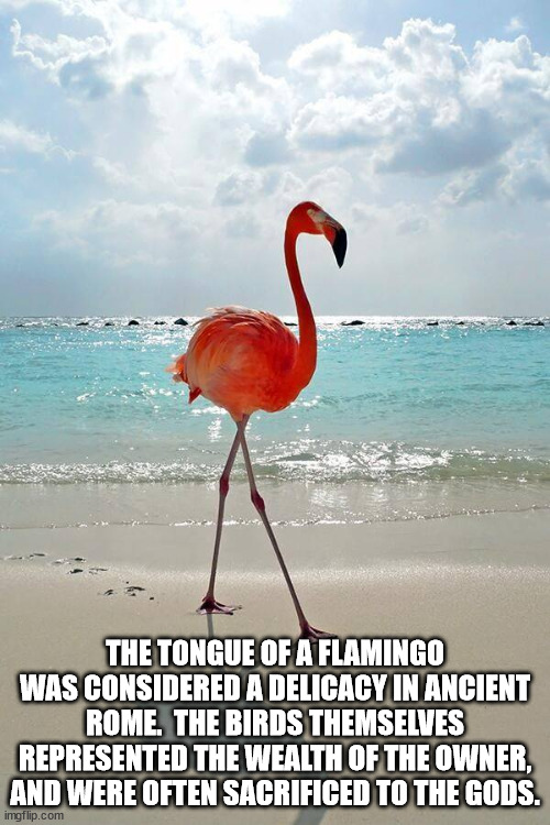 hide your kids hide your - The Tongue Of A Flamingo Was Considered A Delicacy In Ancient Rome. The Birds Themselves Represented The Wealth Of The Owner, And Were Often Sacrificed To The Gods. imgflip.com