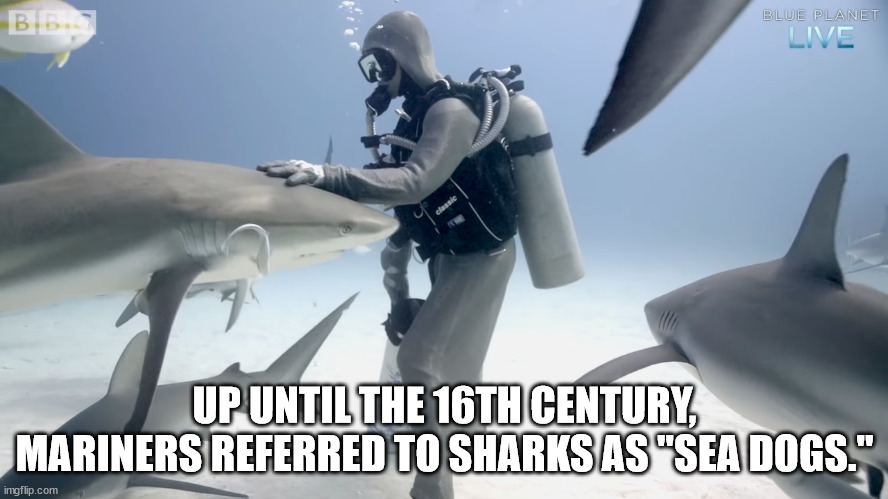 shark - ... Blue Planet Live classic Up Until The 16TH Century Mariners Referred To Sharks As "Sea Dogs." imgflip.com