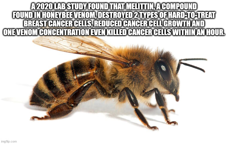 do you like jazz - A 2020 Lab Study Found That Melittin, A Compound Found In Honeybee Venom, Destroyed 2 Types Of HardToTreat Breast Cancer Cells, Reduced Cancer Cell Growth And One Venom Concentration Even Killed Cancer Cells Within An Hour. imgflip.com