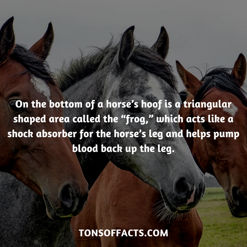 On the bottom of a horse's hoof is a triangular shaped area called the "frog," which acts a shock absorber for the horse's leg and helps pump blood back up the leg. Tonsoffacts.Com