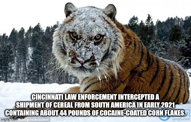 cocaine tiger - Cincinnati Law Enforcement Intercepted A Shipment Of Cereal From South America In Early 2021 Containing About 44 Pounds Of CocaineCoated Cornflakes. imgflip.curreraug.com soleni qing5.com