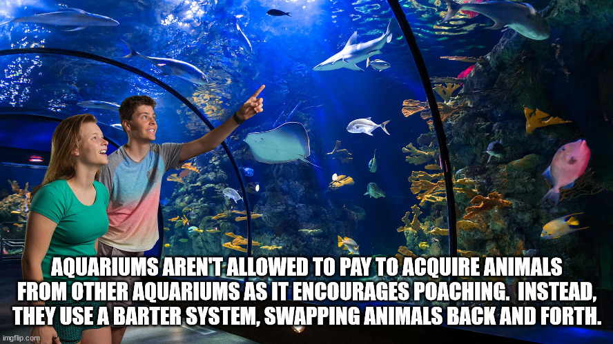 hickory house restaurant - Aquariums Aren'T Allowed To Pay To Acquire Animals From Other Aquariums As It Encourages Poaching. Instead, They Use A Barter System, Swapping Animals Back And Forth. imgflip.com