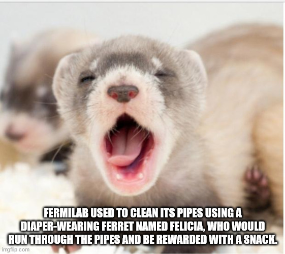 pc world - 7 Fermilab Used To Clean Its Pipes Using A DiaperWearing Ferret Named Felicia, Who Would Run Through The Pipes And Be Rewarded With A Snack. imgflip.com