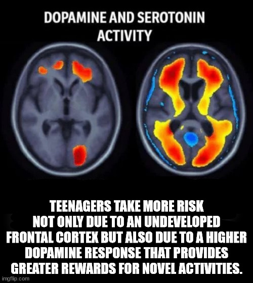 fud - Dopamine And Serotonin Activity Teenagers Take More Risk Not Only Due To An Undeveloped Frontal Cortex But Also Due To A Higher Dopamine Response That Provides Greater Rewards For Novel Activities. imgflip.com