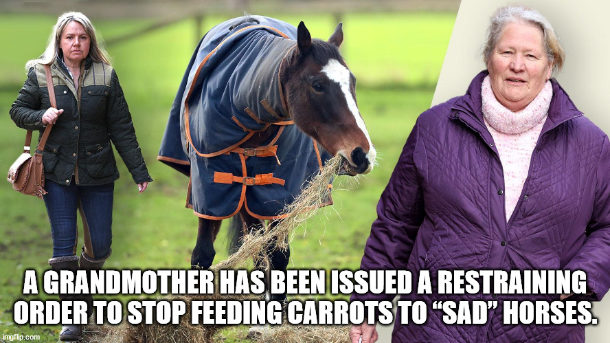 attempted murder crows - A Grandmother Has Been Issued A Restraining Order To Stop Feeding Carrots To Sad" Horses. imgflip.com