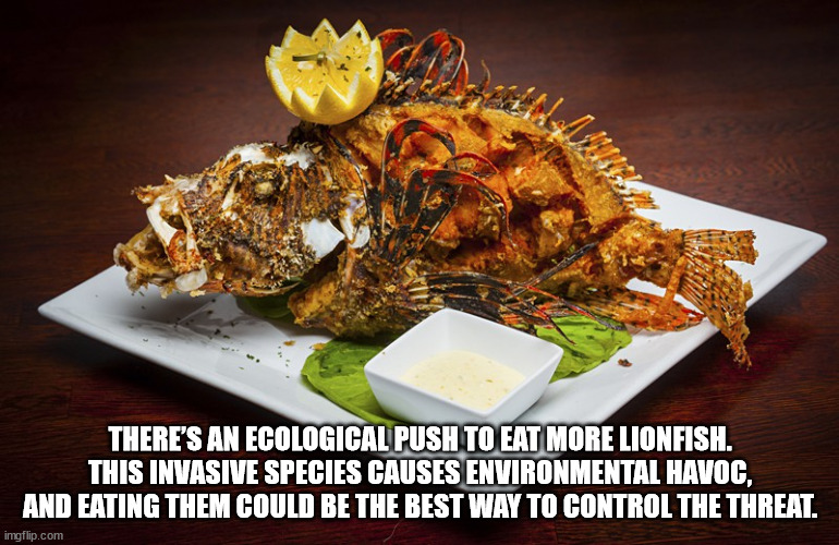 typical food of miami - There'S An Ecological Push To Eat More Lionfish. This Invasive Species Causes Environmental Havoc, And Eating Them Could Be The Best Way To Control The Threat. imgflip.com