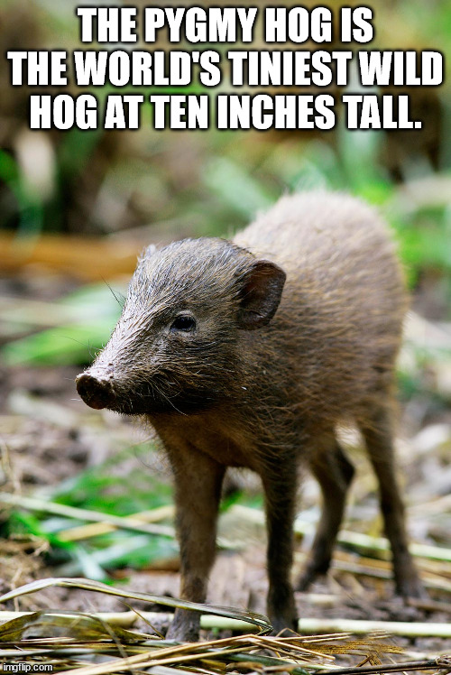 pygmy hog cute - The Pygmy Hog Is The World'S Tiniest Wild Hog At Ten Inches Tall. imgflip.com