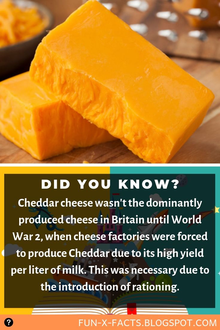 cheddars cheese - Did You Know? Cheddar cheese wasn't the dominantly produced cheese in Britain until World War 2, when cheese factories were forced to produce Cheddar due to its high yield per liter of milk. This was necessary due to the introduction of 
