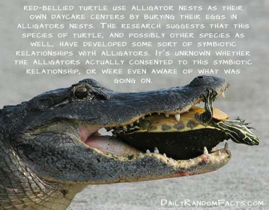 cool fact about animals - RedBellied Turtle Use Alligator Nests As Their Own Daycare Centers By Burying Their Eggs In Alligators Nests. The Research Suggests That This Species Of Turtle, And Possibly Other Species As Well, Have Developed Some Sort Of Symb