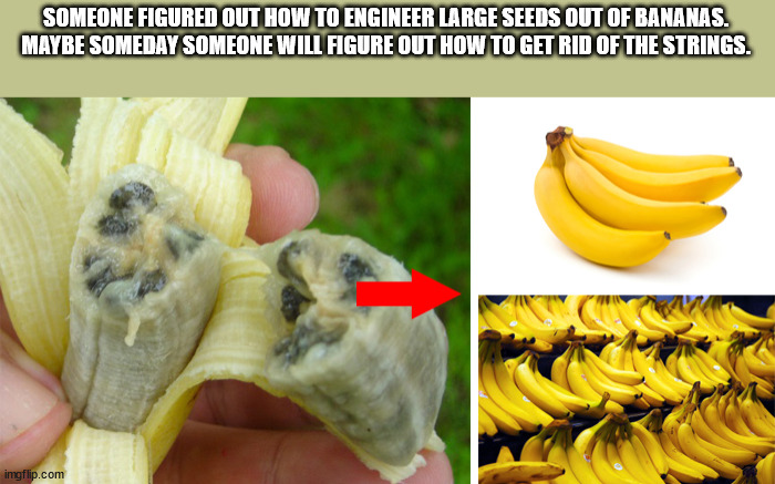 original banana has seeds - Someone Figured Out How To Engineer Large Seeds Out Of Bananas. Maybe Someday Someone Will Figure Out How To Get Rid Of The Strings. imgflip.com