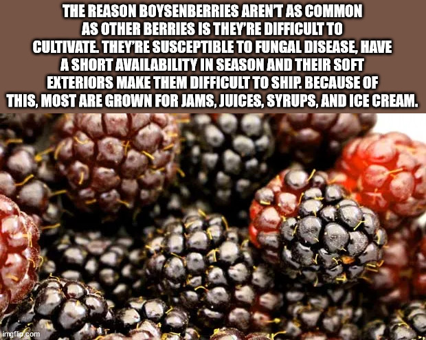 joseph ducreux meme - The Reason Boysenberries Arent As Common As Other Berries Is They'Re Difficult To Cultivate They'Re Susceptible To Fungal Disease, Have A Short Availability In Season And Their Soft Exteriors Make Them Difficult To Ship. Because Of T
