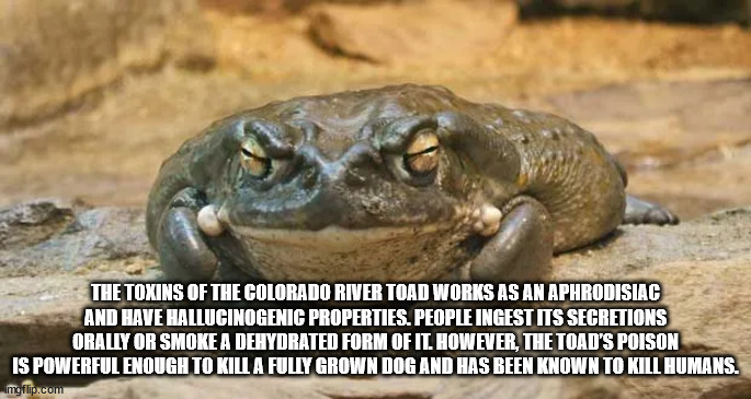 colorado river toad - The Toxins Of The Colorado River Toad Works As An Aphrodisiac And Have Hallucinogenic Properties. People Ingest Its Secretions Orally Or Smoke A Dehydrated Form Of It. However, The Toad'S Poison Is Powerful Enough To Kill A Fully Gro
