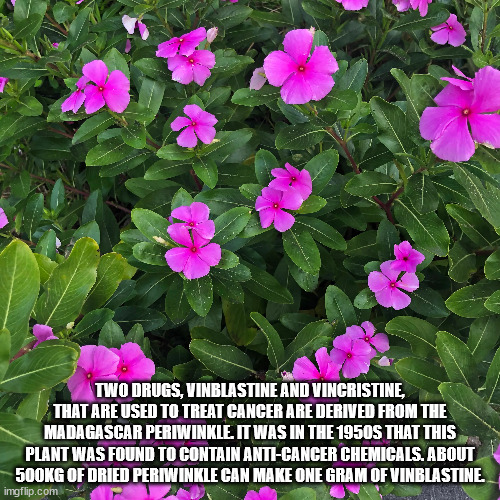 Two Drugs, Vinblastine And Vincristine, That Are Used To Treat Cancer Are Derived From The Madagascar Periwinkle. It Was In The 1950S That This Plant Was Found To Contain AntiCancer Chemicals. About G Of Dried Periwinkle Can Make One Gram Of Vinblastine.…