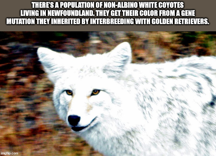 fauna - There'S A Population Of NonAlbino White Coyotes Living In Newfoundland. They Get Their Color From A Gene Mutation They Inherited By Interbreeding With Golden Retrievers. imgflip.com