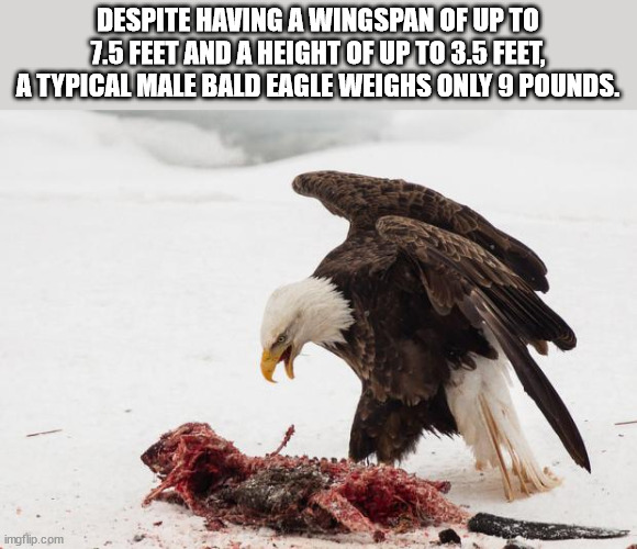 beaver vs eagle - Despite Having A Wingspan Of Up To 7.5 Feet And A Height Of Up To 3.5 Feet A Typical Male Bald Eagle Weighs Only 9 Pounds. imgflip.com
