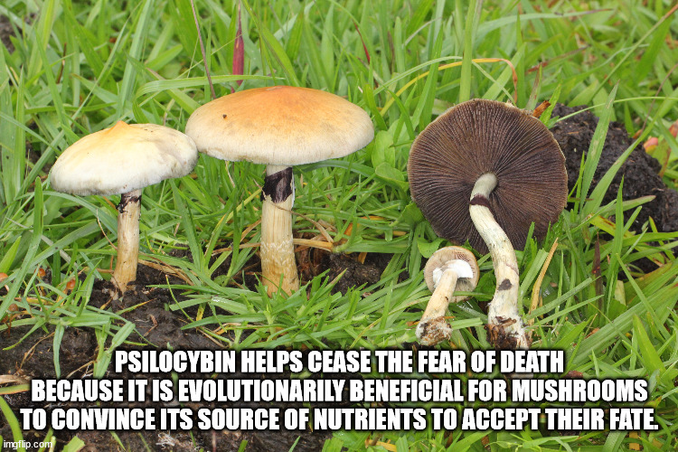 psilocybe cubensis australia - Psilocybin Helps Cease The Fear Of Death Because It Is Evolutionarily Beneficial For Mushrooms To Convince Its Source Of Nutrients To Accept Their Fate imgflip.com