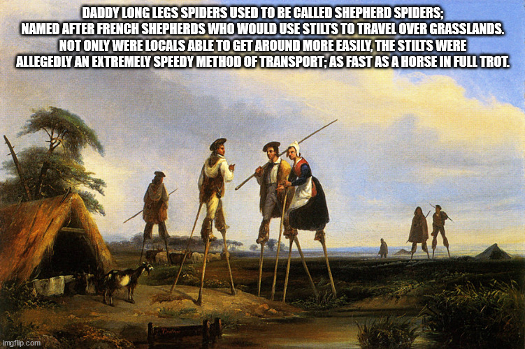 fun facts - Daddy Long Legs Spiders Used To Be Called Shepherd Spiders; Named After French Shepherds Who Would Use Stilts To Travel Over Grasslands. Not Only Were Locals Able To Get Around More Easily, The Stilts Were Allegedly An Extremely Speedy Method 