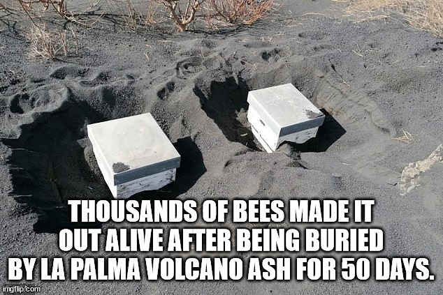 fun facts - honey bees la palma volcano - Thousands Of Bees Made It Out Alive After Being Buried By La Palma Volcano Ash For 50 Days. imgflip.com