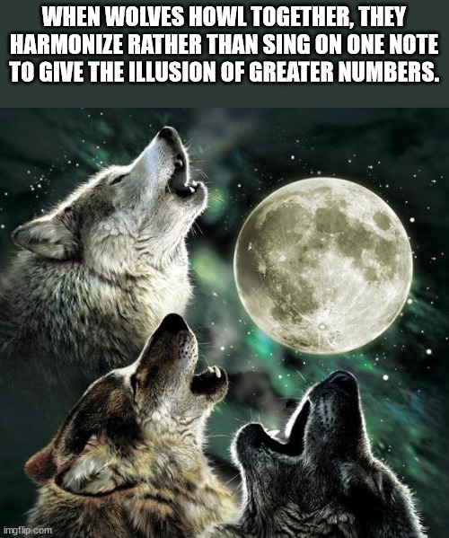 fun facts - three wolf moon - When Wolves Howl Together, They Harmonize Rather Than Sing On One Note To Give The Illusion Of Greater Numbers. imgflip.com