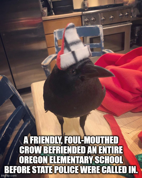 cool facts - fun facts - photo caption - A Friendly, FoulMouthed Crow Befriended An Entire Oregon Elementary School Before State Police Were Called In. imgflip.com
