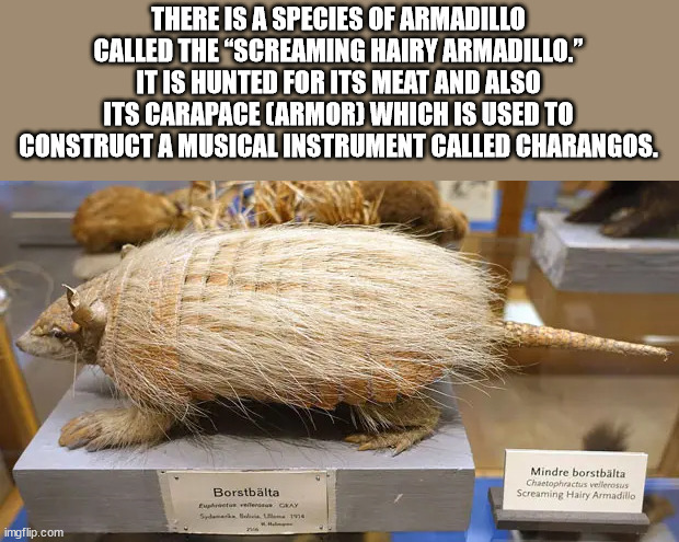 fauna - There Is A Species Of Armadillo Called The "Screaming Hairy Armadillo." It Is Hunted For Its Meat And Also Its Carapace Carmor Which Is Used To Construct A Musical Instrument Called Charangos. Mindre borstbalta Chaetophractus vellerosus Screaming 