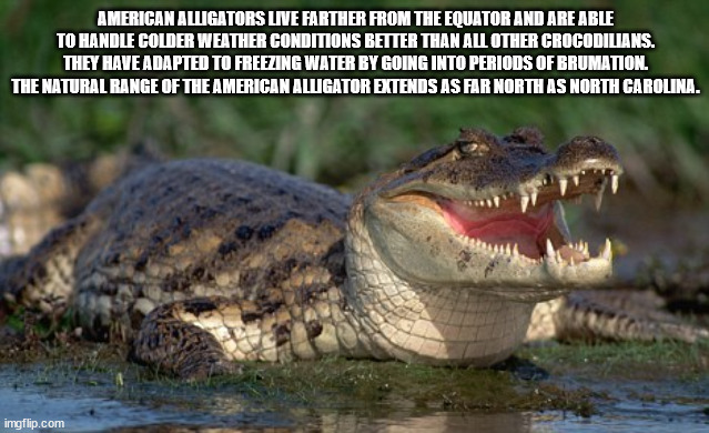 cayman alligator - American Alligators Live Farther From The Equator And Are Able To Handle Colder Weather Conditions Better Than All Other Crocodilians. They Have Adapted To Freezing Water By Going Into Periods Of Brumation. The Natural Range Of The Amer