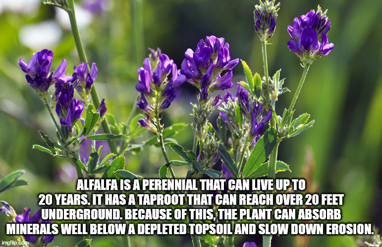Alfalfa Is A Perennial That Can Live Up To 20 Years. It Has A Taproot That Can Reach Over 20 Feet Underground. Because Of This, The Plant Can Absorb Minerals Well Below A Depleted Topsoil And Slow Down Erosion. imgflip.com