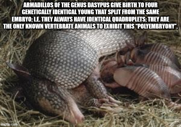 Armadillos Of The Genus Dasypus Give Birth To Four Genetically Identical Young That Split From The Same Embryo; Le They Always Have Identical Quadruplets; They Are The Only Known Vertebrate Animals To Exhibit This "Polyembryony". imgflip.com