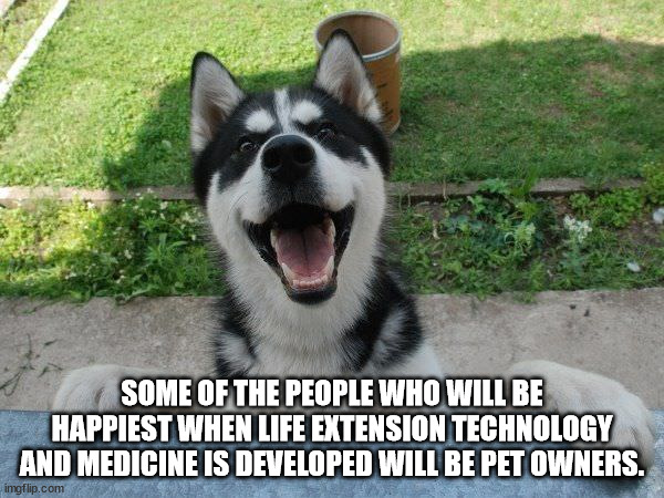shower thoughts - husky saying i love you - Some Of The People Who Will Be Happiest When Life Extension Technology And Medicine Is Developed Will Be Pet Owners. imgflip.com