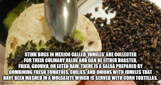 Stink Bugs In Mexico Called Jumiles' Are Collected For Their Culinary Value And Can Be Either Roasted, Fried, Ground, Or Eaten Raw. There Is A Salsa Prepared By Combining Fresh Tomatoes, Chilies, And Onions With Jumiles That Have Been Mashed In A Molgajet