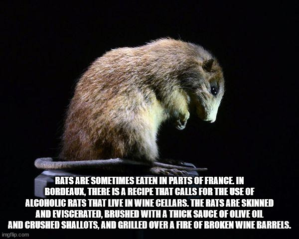 Megalomys luciae - Rats Are Sometimes Eaten In Parts Of France In Bordeaux, There Is A Recipe That Calls For The Use Of Alcoholic Rats That Live In Wine Cellars. The Rats Are Skinned And Eviscerated, Brushed With A Thick Sauce Of Olive Oil And Crushed Sha
