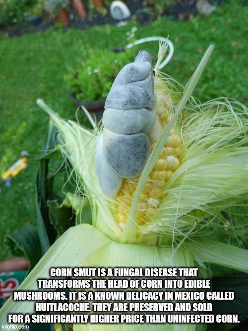 smut of corn - Corn Smut Is A Fungal Disease That Transforms The Head Of Corn Into Edible Mushrooms. It Is A Known Delicacy In Mexico Called Huitlacoche. They Are Preserved And Sold For A Significantly Higher Price Than Uninfected Corn. imgflip.com As