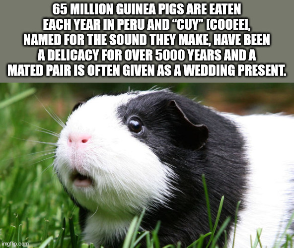 fauna - 65 Million Guinea Pigs Are Eaten Each Year In Peru And Cuy" Cooeei, Named For The Sound They Make, Have Been A Delicacy For Over 5000 Years And A Mated Pair Is Often Given As A Wedding Present. imgflip.com