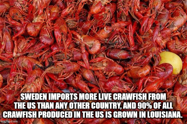 need crawfish meme - Sweden Imports More Live Crawfish From The Us Than Any Other Country, And 90% Of All Crawfish Produced In The Us Is Grown In Louisiana. imgflip.com