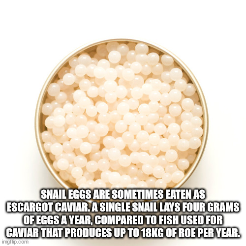 material - Snail Eggs Are Sometimes Eaten As Escargot Caviar. A Single Snail Lays Four Grams Of Eggs A Year, Compared To Fish Used For Caviar That Produces Up To 18KG Of Roe Per Year. imgflip.com