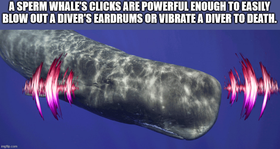 marine biology - A Sperm Whale'S Clicks Are Powerful Enough To Easily Blow Out A Diver'S Eardrums Or Vibrate A Diver To Death. imgflip.com