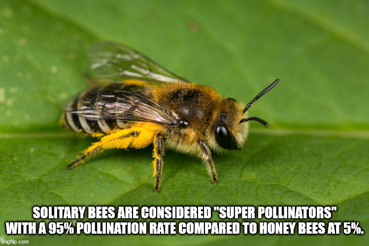 bee - Solitary Bees Are Considered "Super Pollinators" With A 95% Pollination Rate Compared To Honey Bees At 5%. imgflip.com