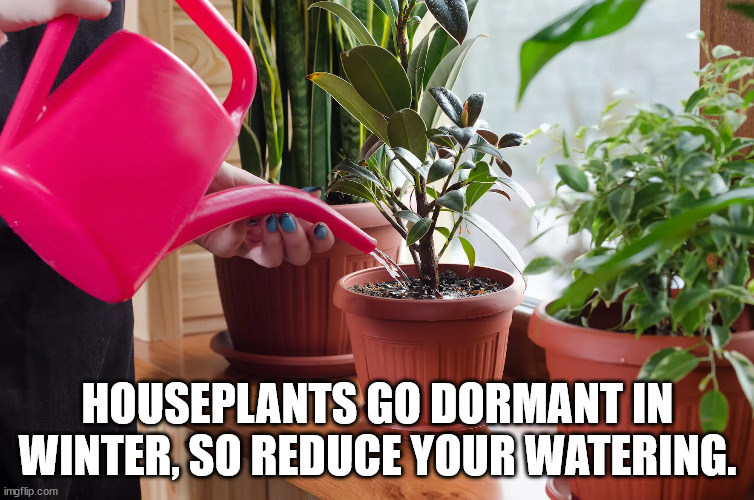 life hacks - Houseplants Go Dormant In Winter, So Reduce Your Watering. imgflip.com