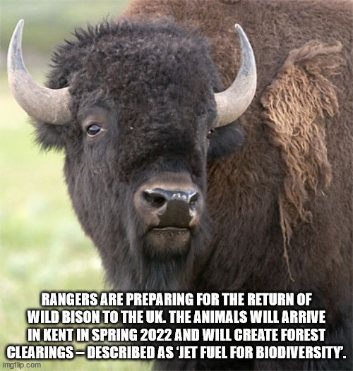 bison face - Rangers Are Preparing For The Return Of Wild Bison To The Uk. The Animals Will Arrive In Kent In Spring 2022 And Will Create Forest Clearings Described As 'Jet Fuel For Biodiversity. imgflip.com