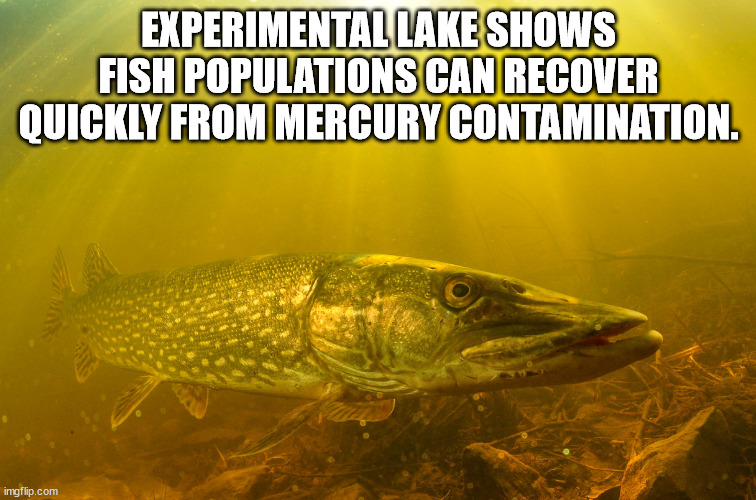 fauna - Experimental Lake Shows Fish Populations Can Recover Quickly From Mercury Contamination. imgflip.com