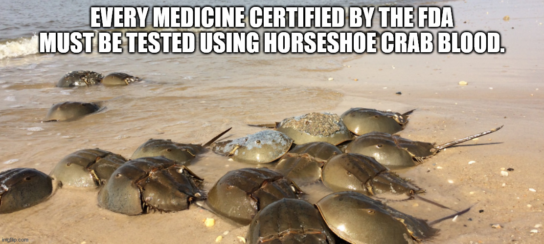 meme - Every Medicine Certified By The Fda Must Be Tested Using Horseshoe Crab Blood. imgflip.com
