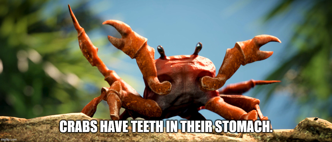 crab rave trump - Crabs Have Teeth In Their Stomach. imgflip.com